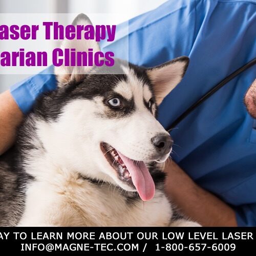 Veterinarian-Low-Level-Laser-Therapy-Post-MagneTec